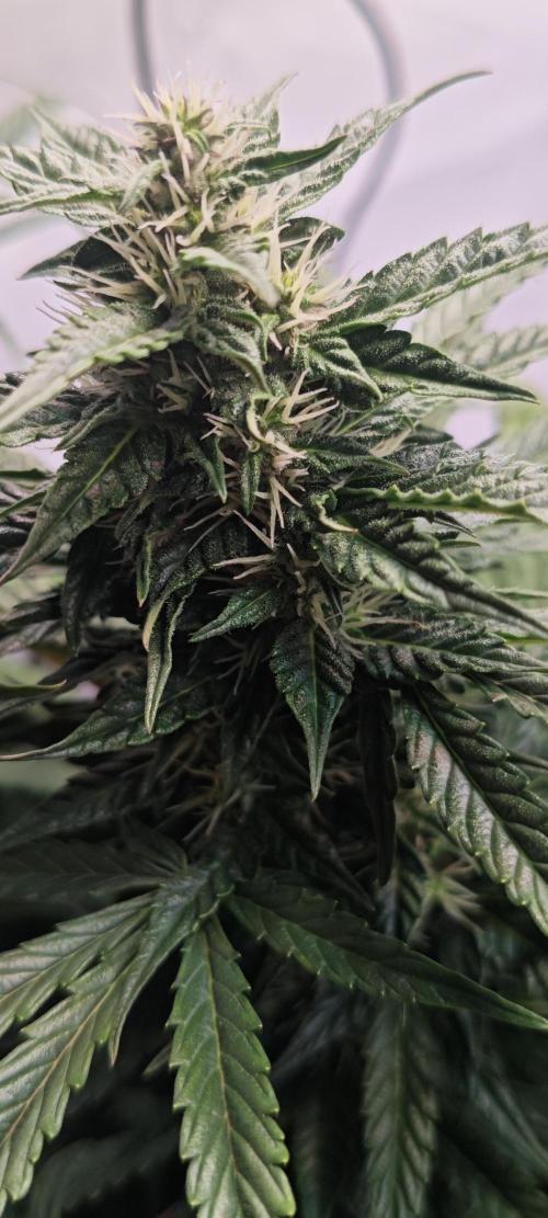 4 druhy. Week 7