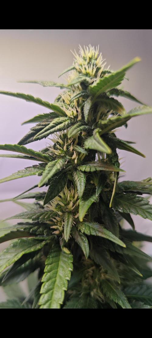 4 druhy. Week 7