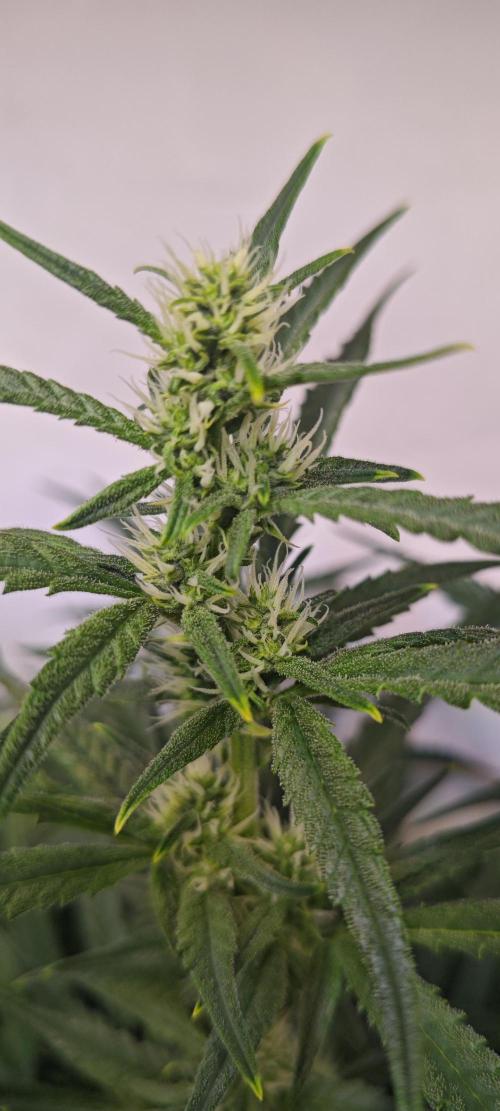 4 druhy. Week 7