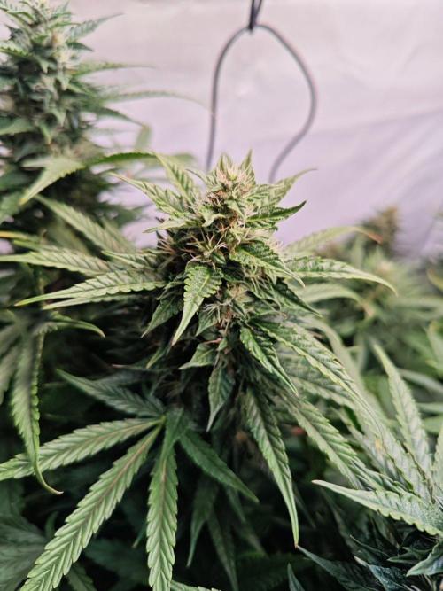 4 druhy. Week 8
