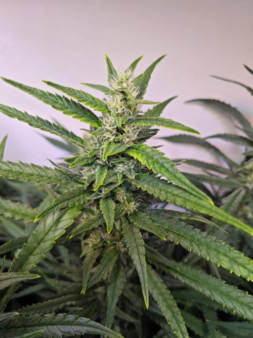 4 druhy. Week 8