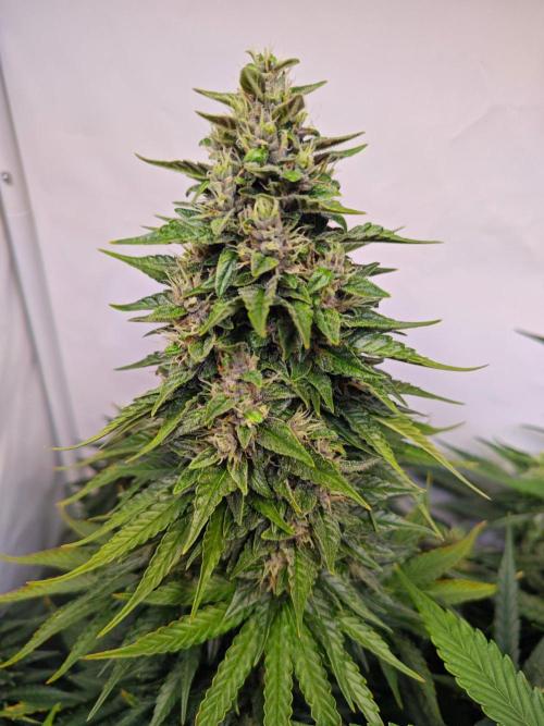 4 druhy. Week 8