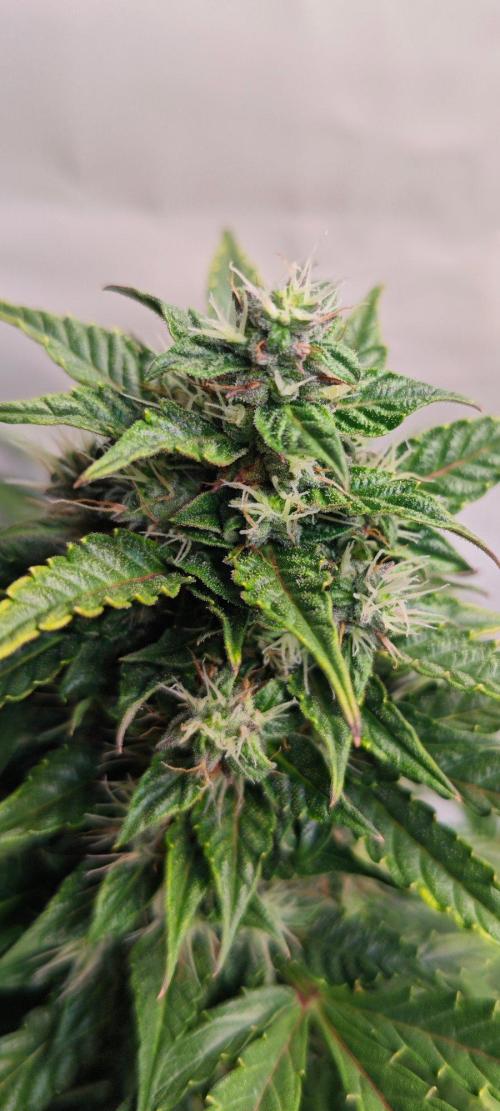 4 druhy. Week 9 - Gorilla