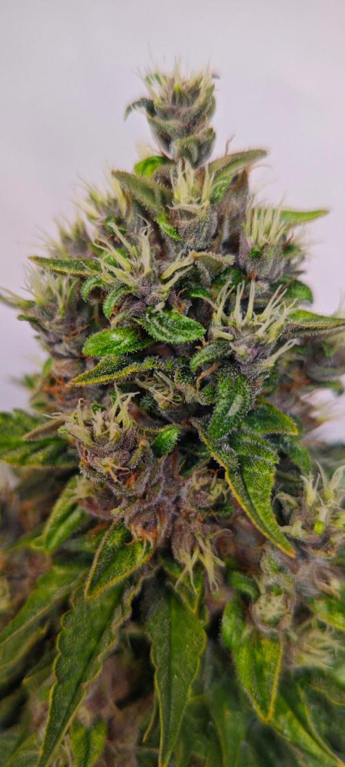 4 druhy. Week 9 - Lemon