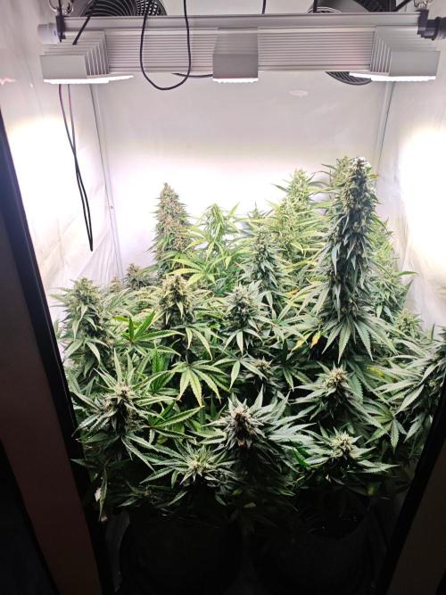 4 druhy. Week 9