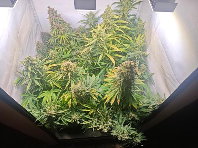 4 druhy. Week 10