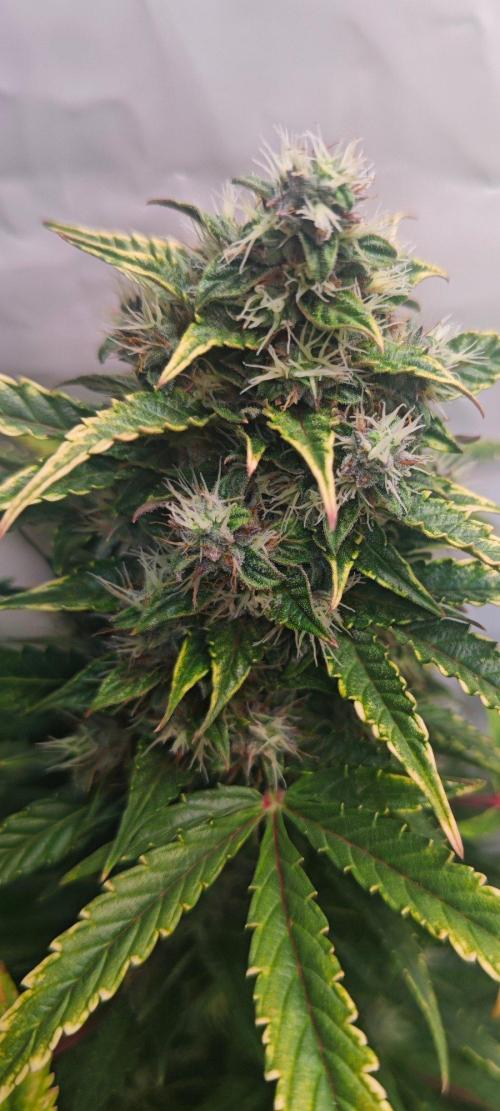 4 druhy. Week 10 - Gorilla 