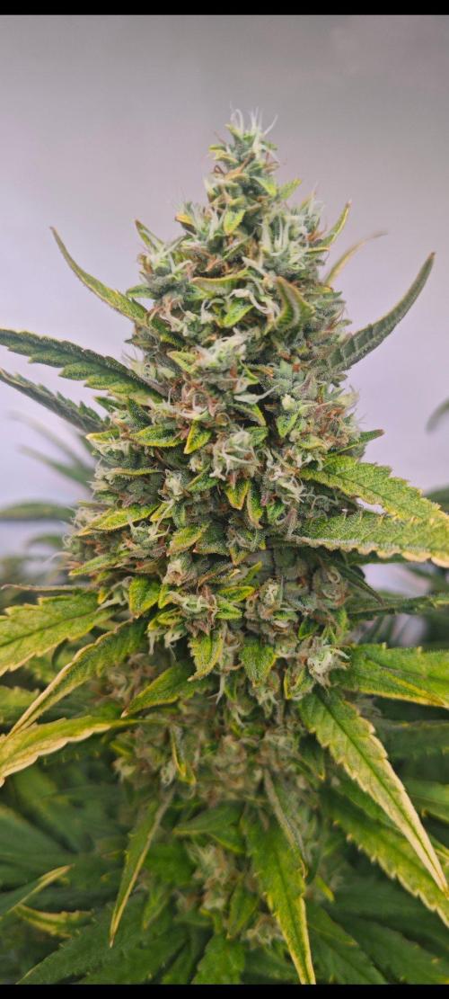 4 druhy. Week 10 - Guava 