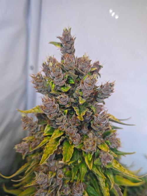 4 druhy. Week 11