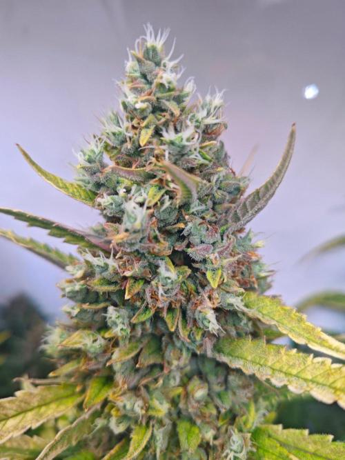 4 druhy. Week 11