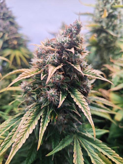4 druhy. Week 11