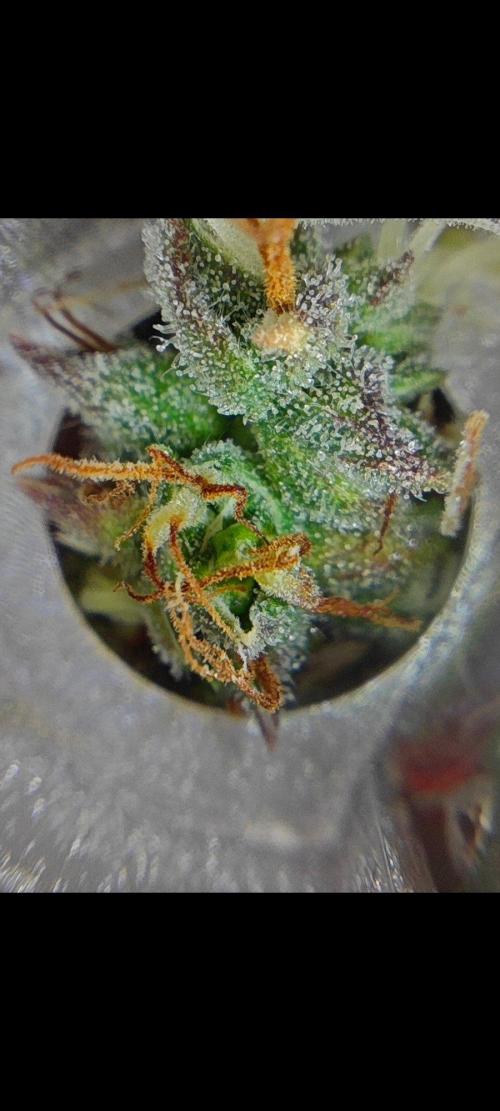 4 druhy. Week 11