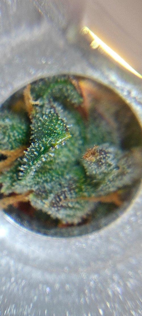 4 druhy. Week 11