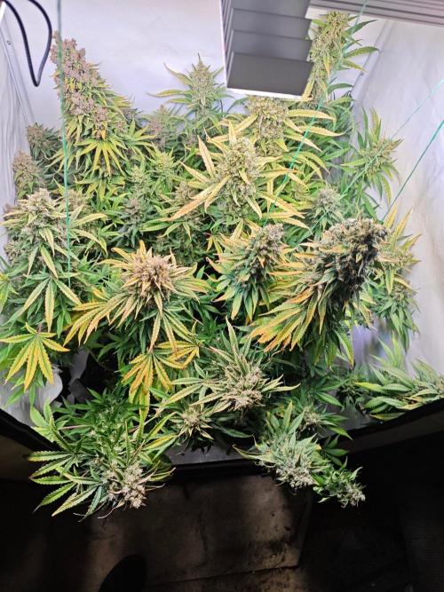 4 druhy. Week 11