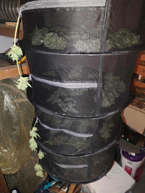 4 druhy. Week 12