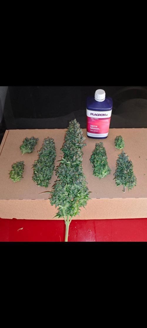 4 druhy. Week 12