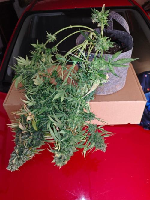 4 druhy. Week 12