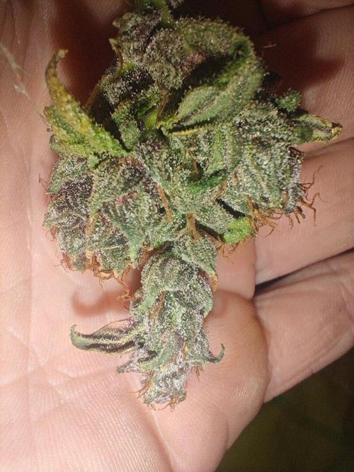 4 druhy. Week 12