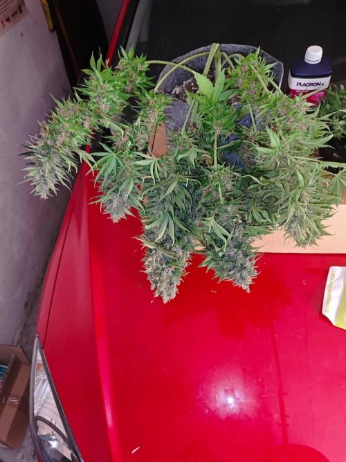 4 druhy. Week 12