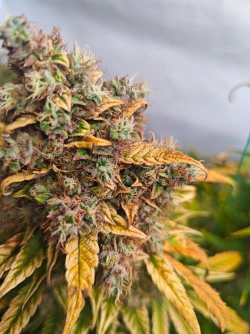 4 druhy. Week 12