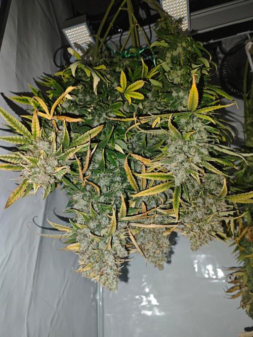 4 druhy. Week 12