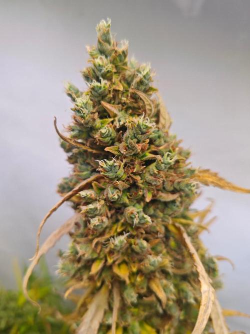 4 druhy. Week 12