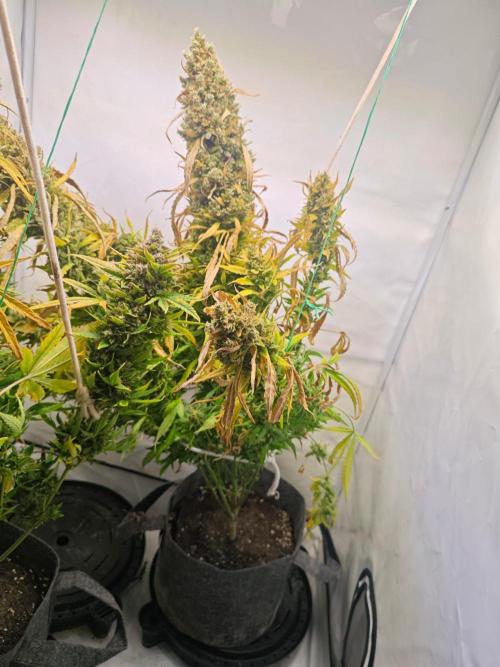 4 druhy. Week 12