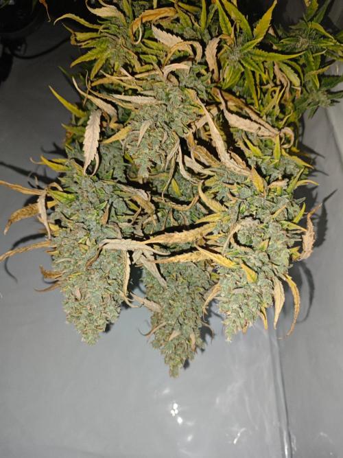 4 druhy. Week 12