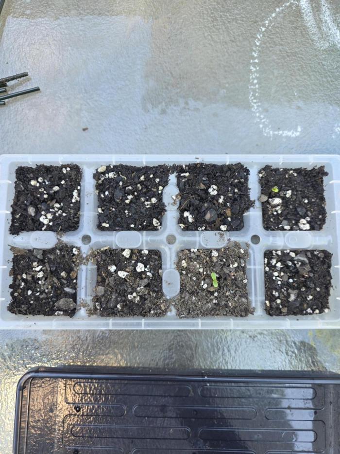 1st ever grow!. Week 0 - these would be the 5 blackberry, 2 gorilla cookies, and 1 banana guava. all are visible.