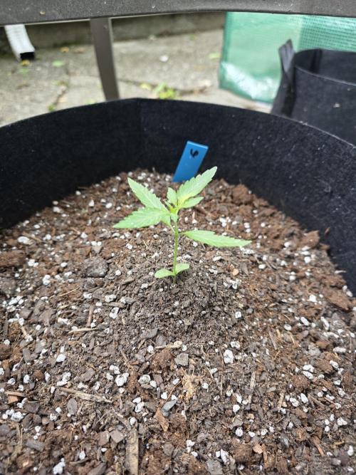 ice cream cake auto. Week 1