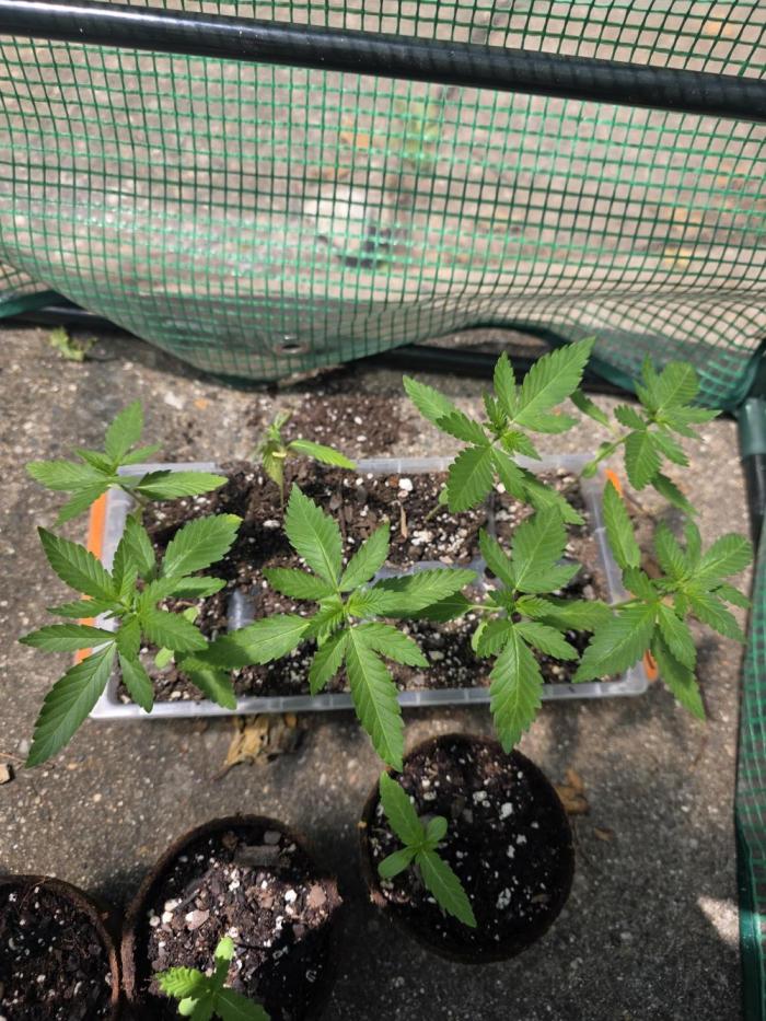 1st ever grow!. Week 3