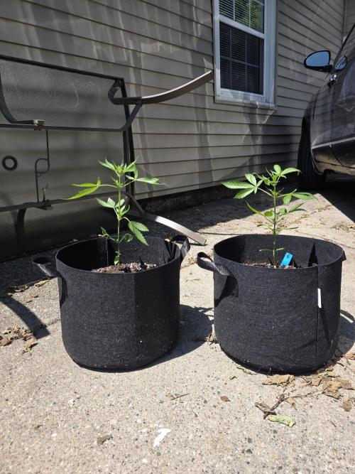 ice cream cake auto. Week 5