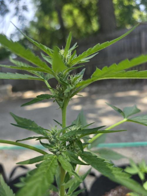 ice cream cake auto. Week 6