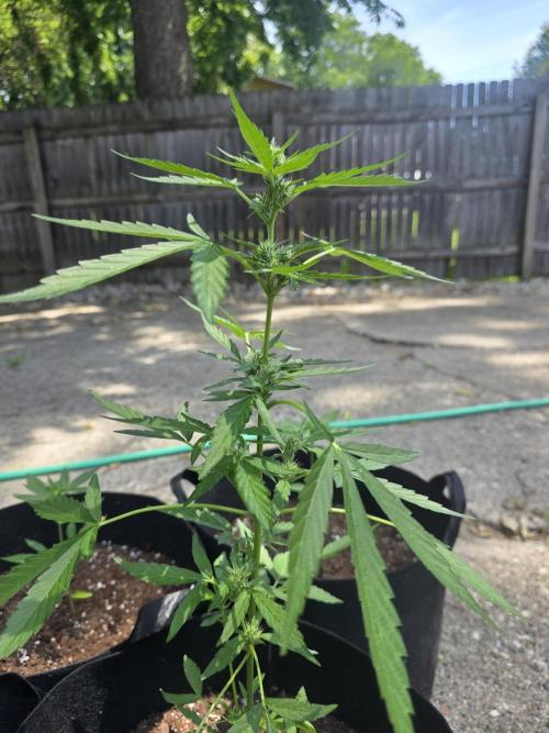 ice cream cake auto. Week 6