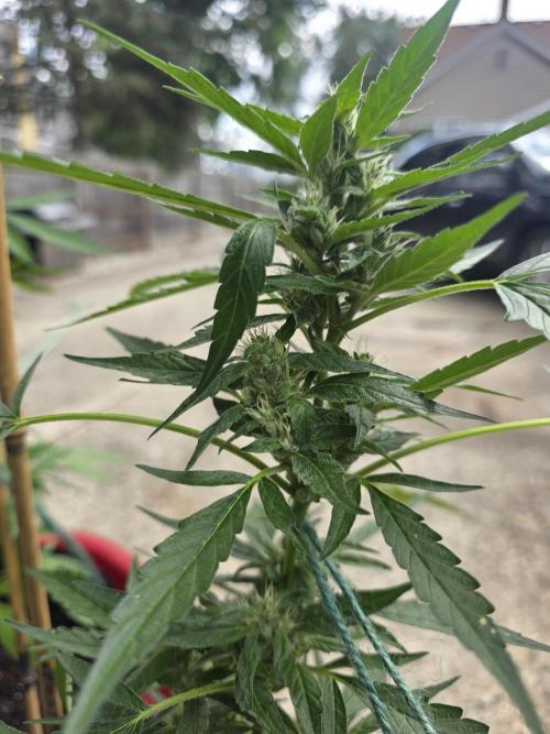 ice cream cake auto. Week 7
