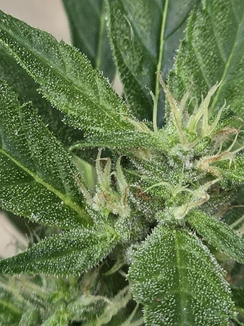 ice cream cake auto. Week 7 - getting crystal-y!!! 