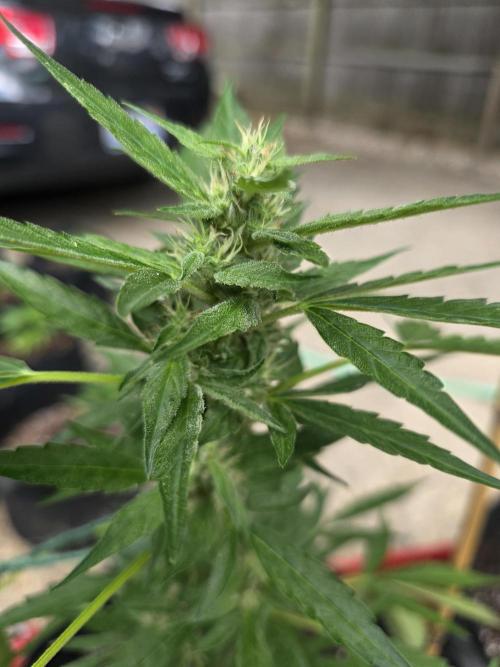 ice cream cake auto. Week 7