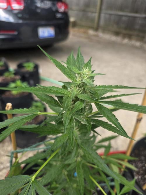 ice cream cake auto. Week 7