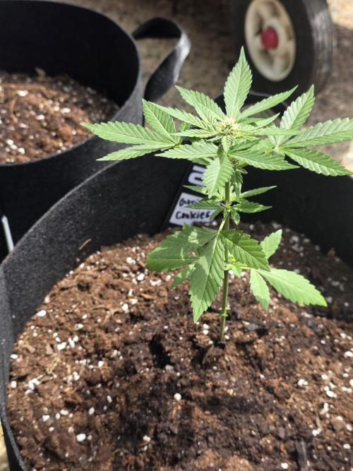 1st ever grow!. Week 4 - another Gorilla cookies auto. stem was too stiff to bend, so no LST.