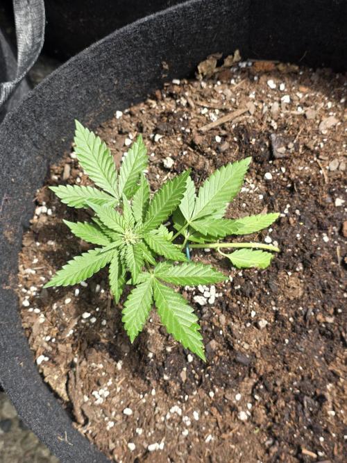 1st ever grow!. Week 4 - a blackberry auto. 