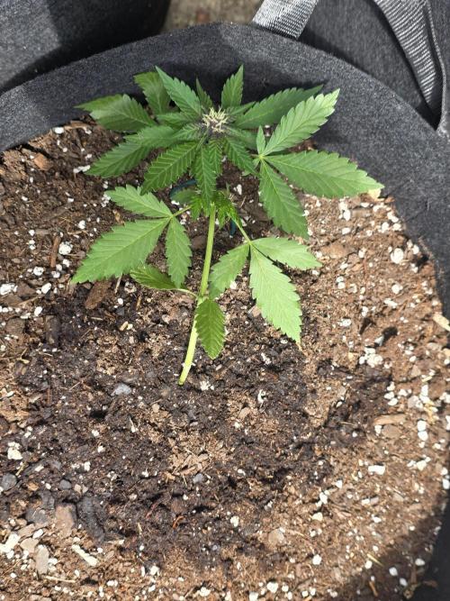 1st ever grow!. Week 4 - a blackberry auto showing her vibrant purple early. hope the other ones do! 