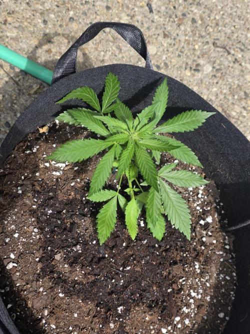 1st ever grow!. Week 4 - blackberry auto. 
