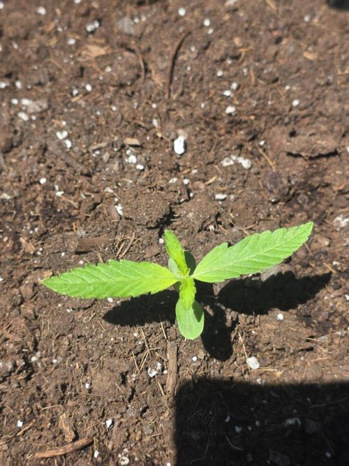 ice cream cake auto. Week 2 - smol bb