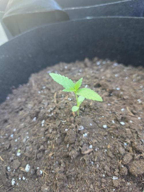 ice cream cake auto. Week 2 - smol bb 
