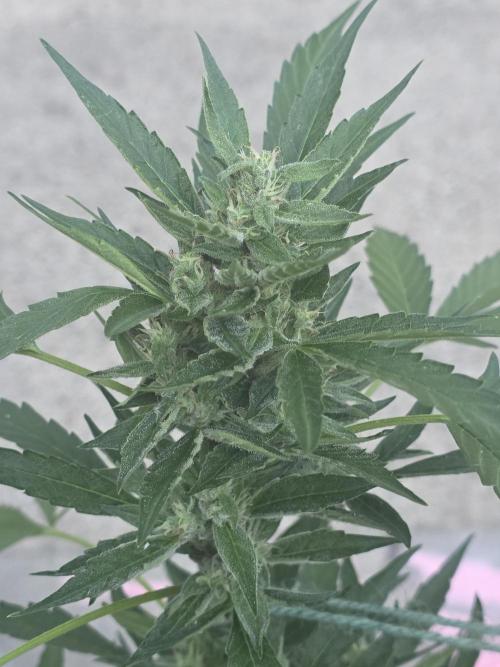 ice cream cake auto. Week 8 - looking good 