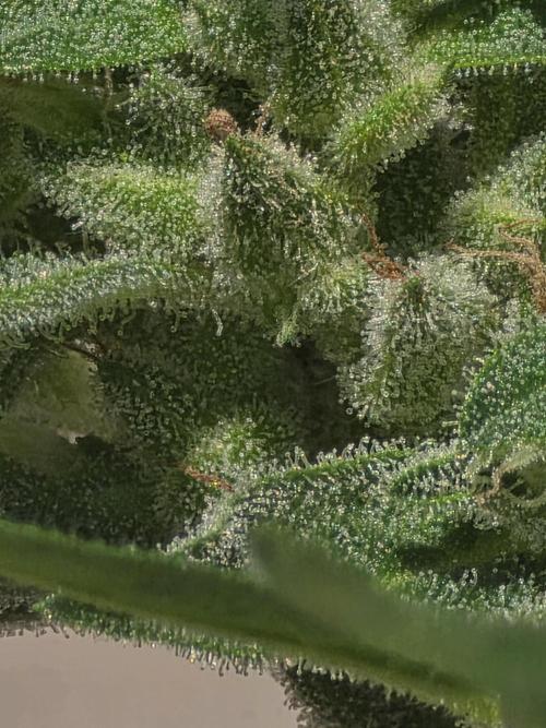 ice cream cake auto. Week 8 - crystals! 