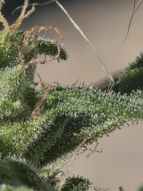ice cream cake auto. Week 8 - more crystals! 