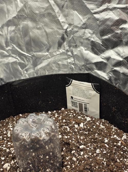First tent grow ⛺️. Week 0 - pound cake was only barely visible in this pic! sprouted fully today, 8/8!! 