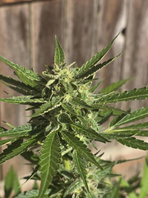 ice cream cake auto. Week 9