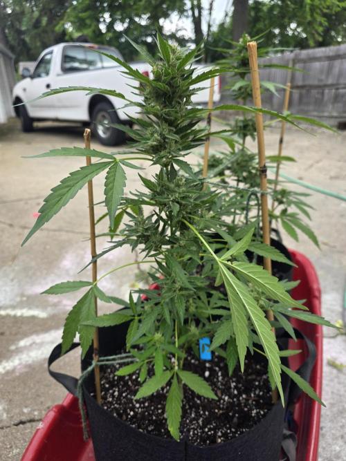 ice cream cake auto. Week 9